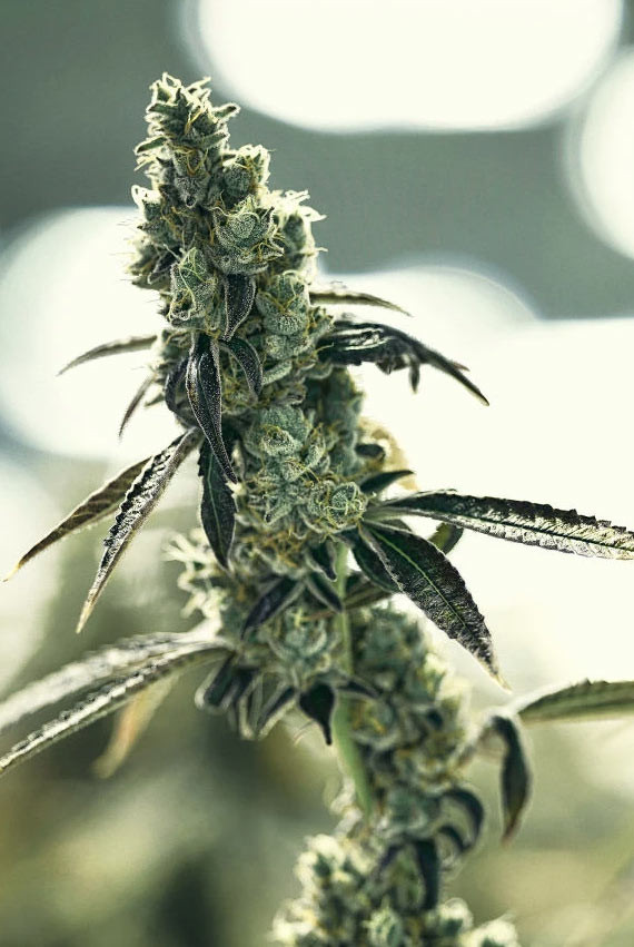 Bild einer Cannabis Blüte