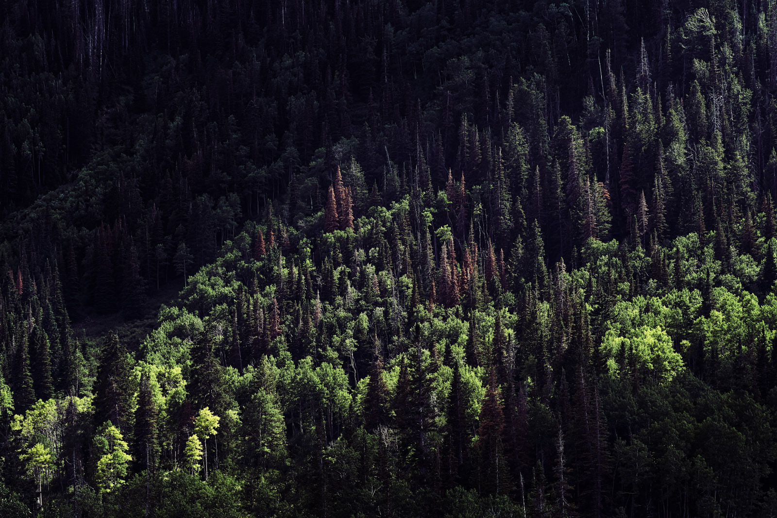 _NF_0575.jpg