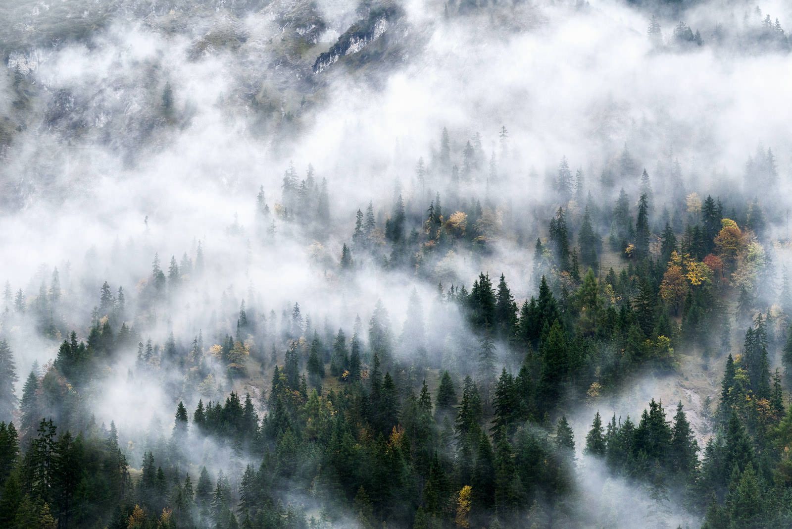 Bäume im Nebel. Berglandschaft in Österreich.