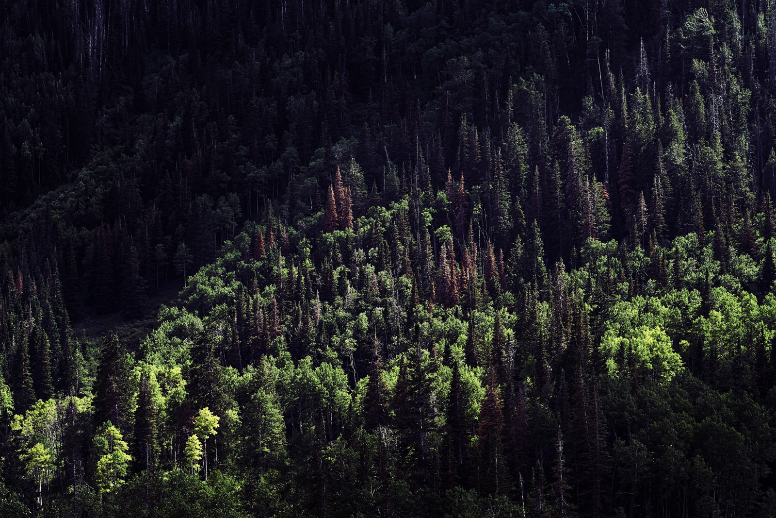 Wälder auf einem Berg in Nevada USA
