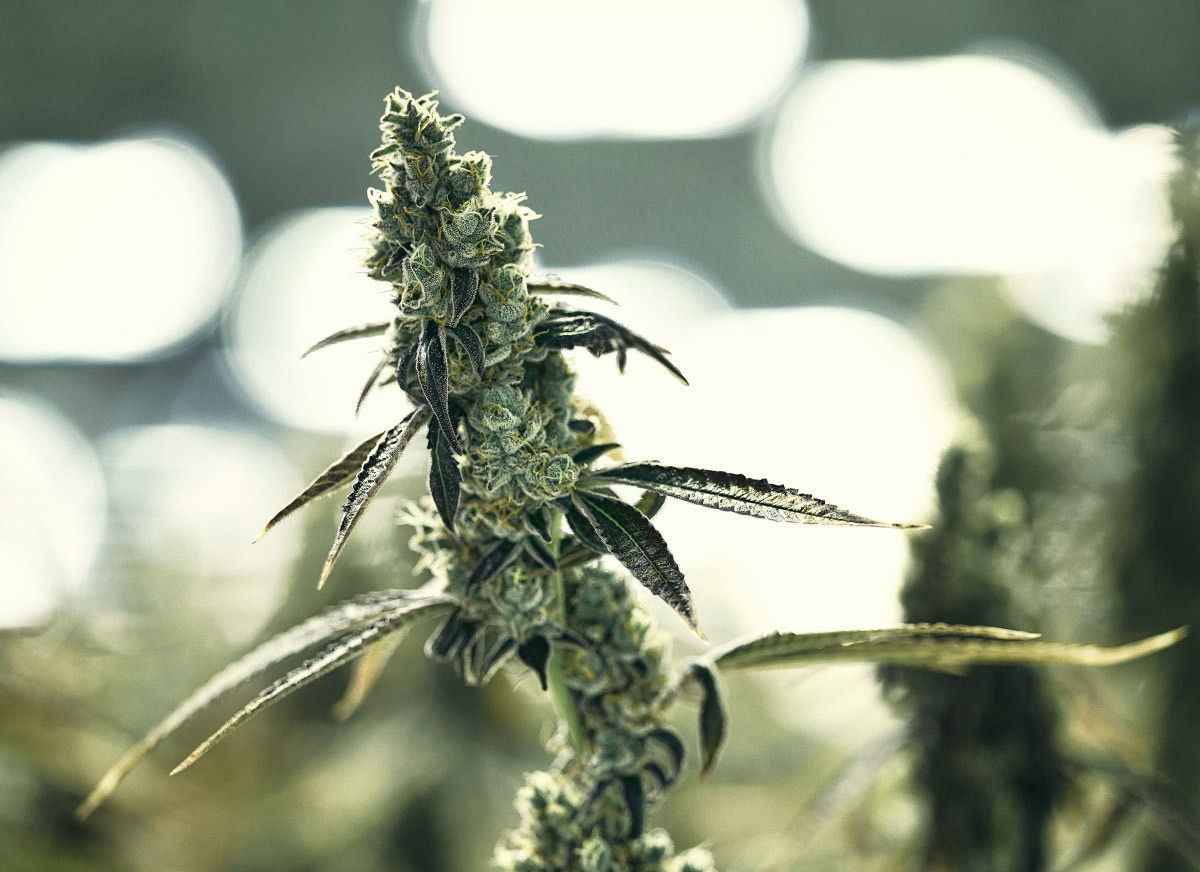 Nahaufnahme einer blühenden Cannabis Pflanze