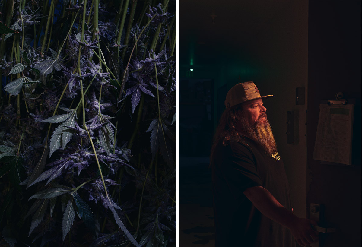 Links Nachaufnahme Pflanzen, rechts Bilder Cannabis Grower