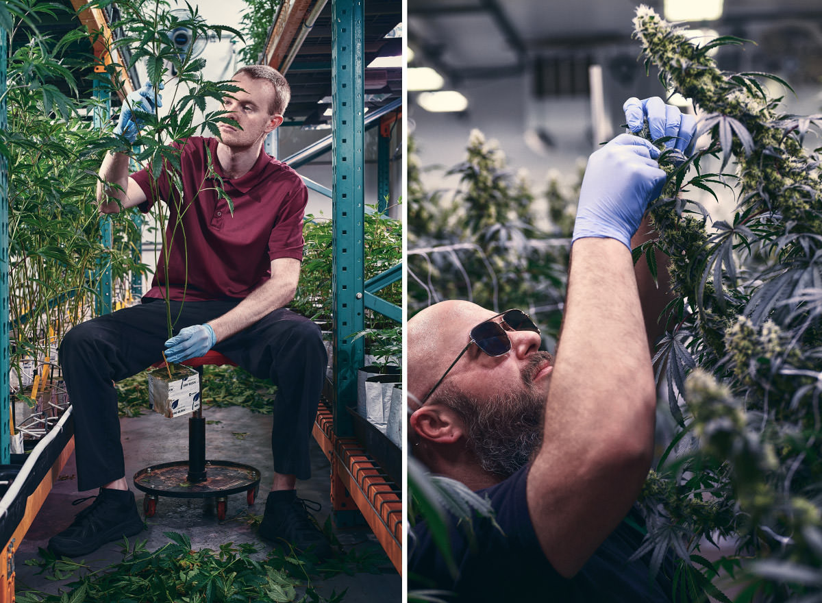 Bilder zweier Arbeiter in Cannabis Facilities. Inspektion der Blüten. Trimmen der Zweige.