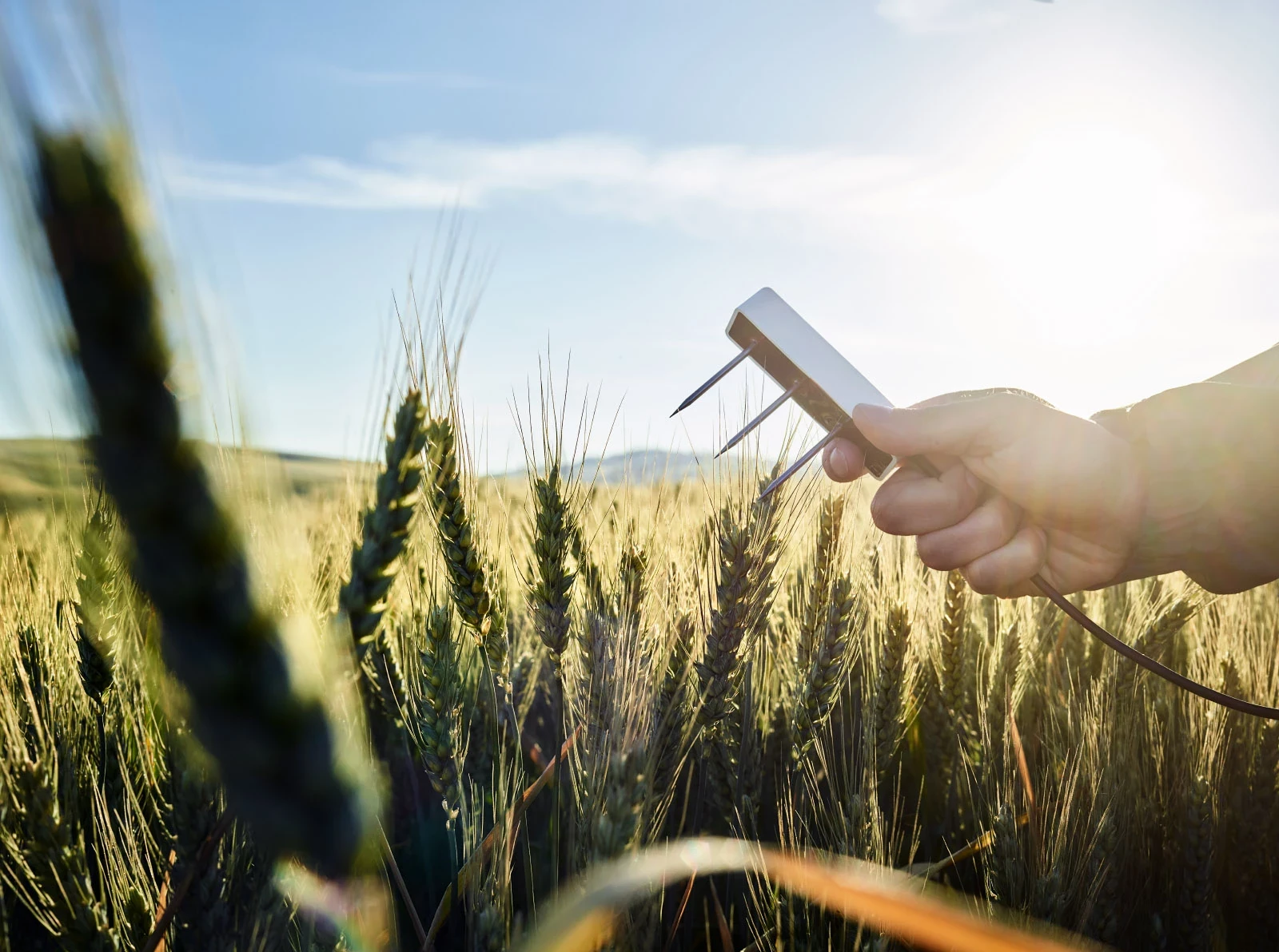 Sensor wird in einem Weizenfeld benutzt