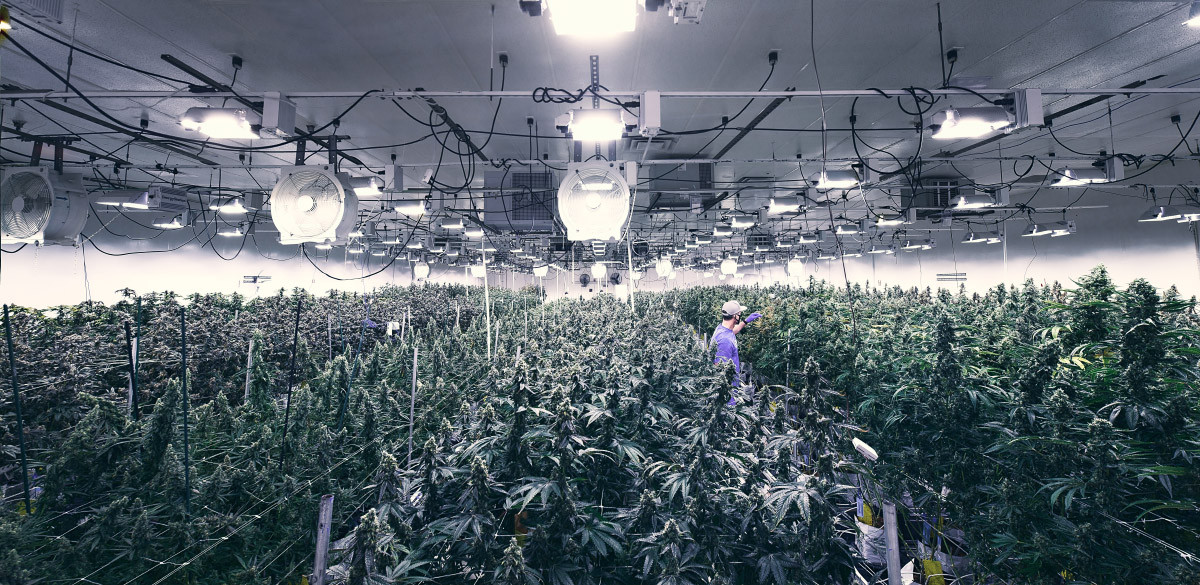 Weitwinkel Aufnahme eines Cannabis Growrooms