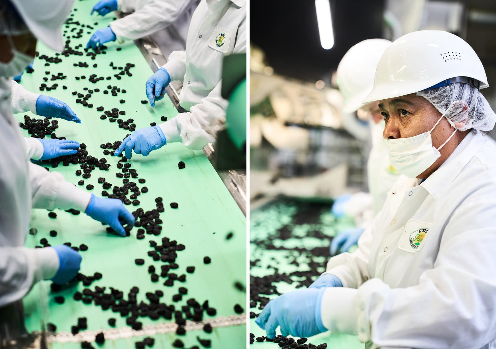 Factory workers at a  assembly line sorting raisins
