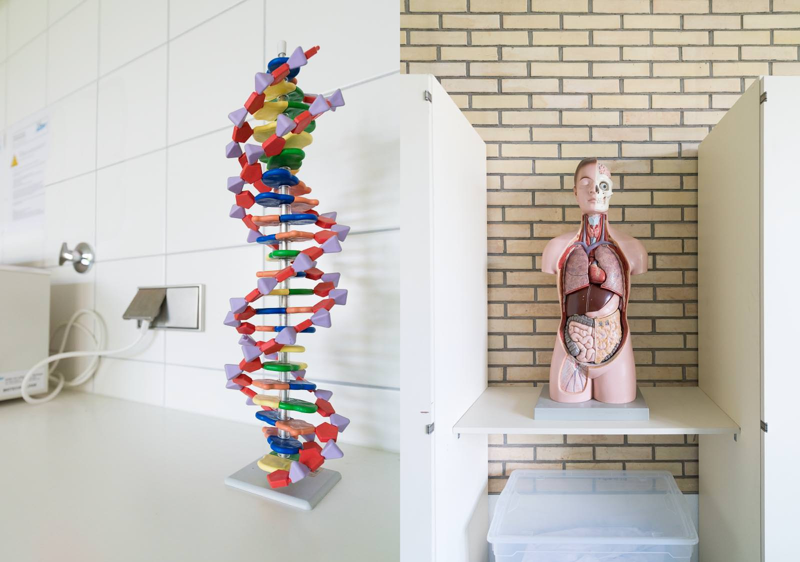 DNA Strang auf der linken Seite. Rechts an Anatomie Modell.
