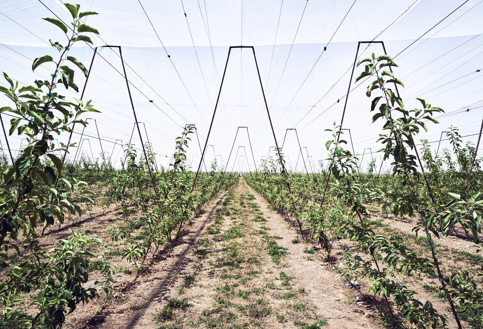 Weitwinkel Industrie Fotografie einer mit Planen abgedeckte Apfelplantage