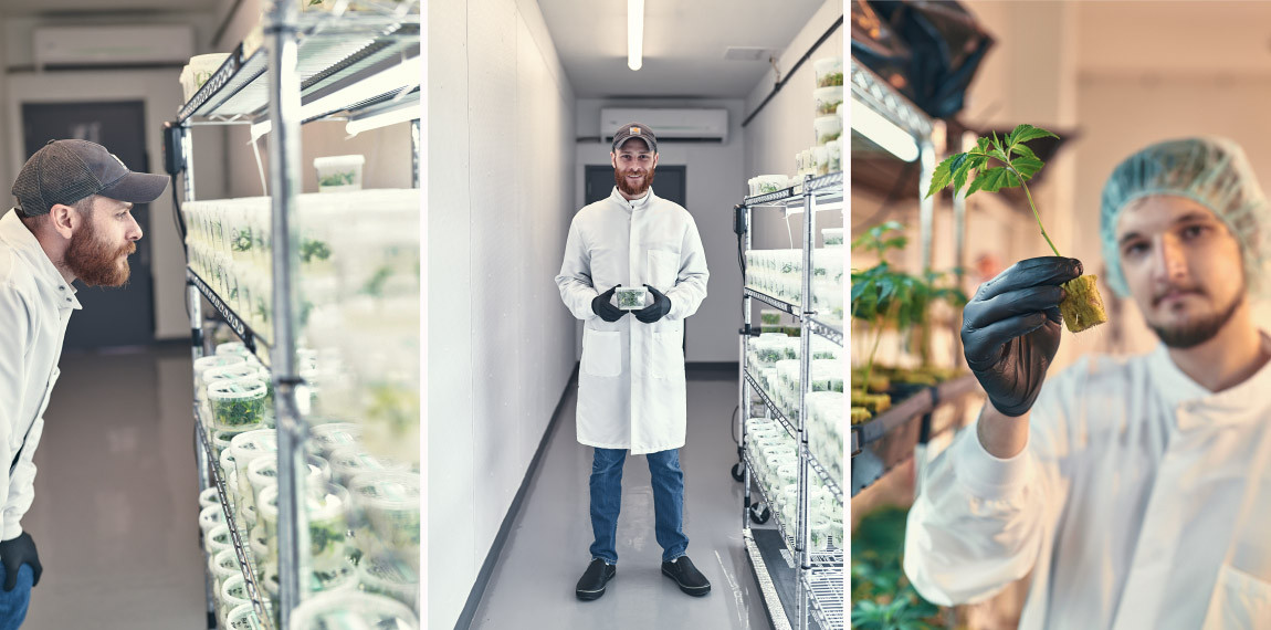 Diverse Bilder aus der Cannabis Produktion. Setzlinge und Menschen bei der Arbeit.