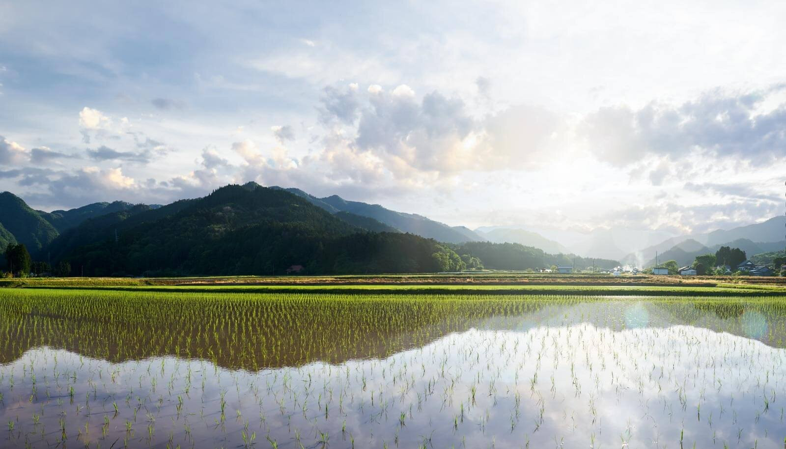 Landschaftsaufnahme einiger Reisfelder in Fukushima
