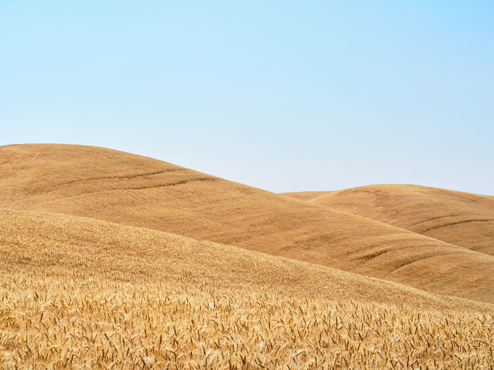 Weizenfeld in Washington State USA